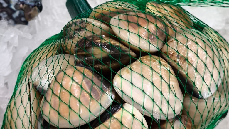 close up of clams contained in bag