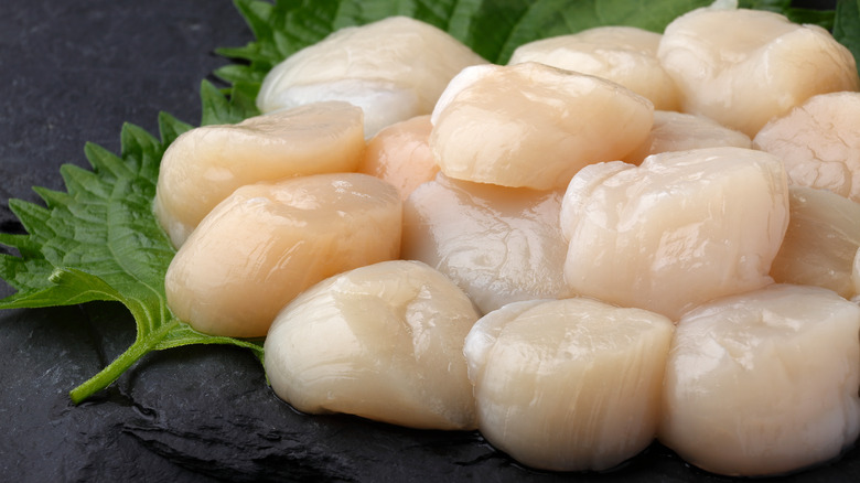 Fresh, raw scallops on a black surface.