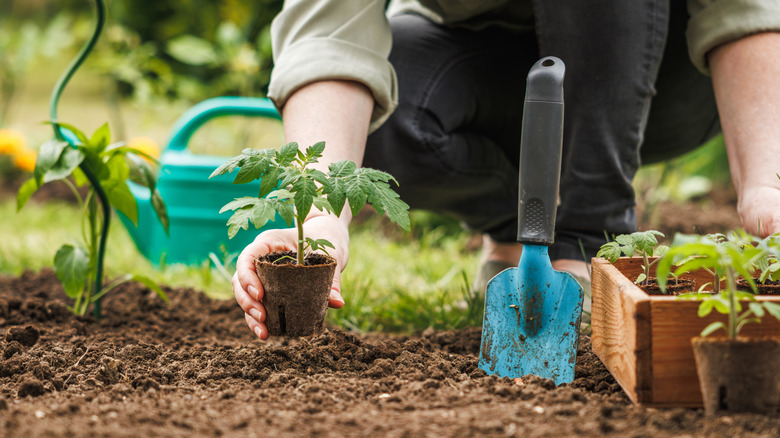 Person planting tomato plant