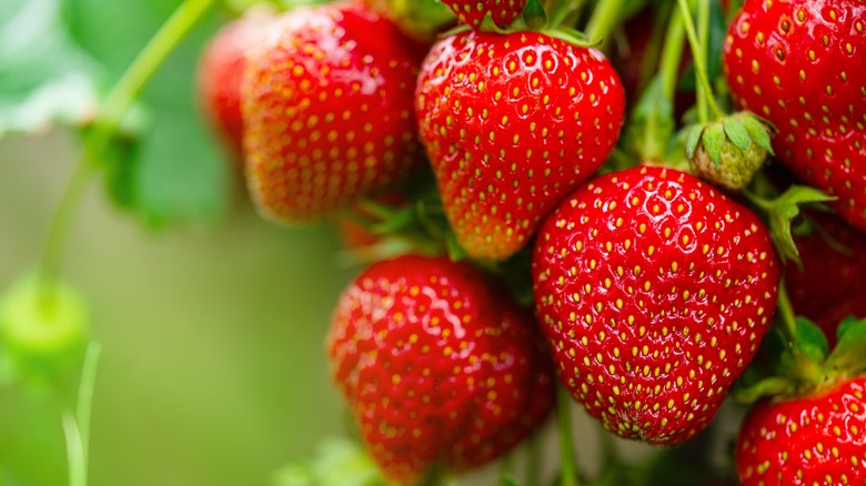 Up close of growing strawberries