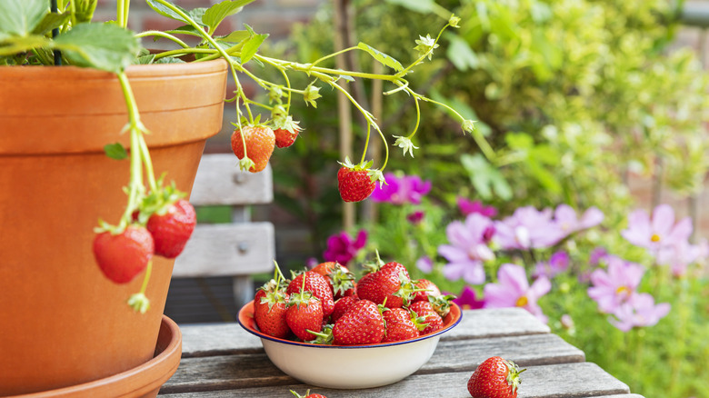 Pot of strawberries growing
