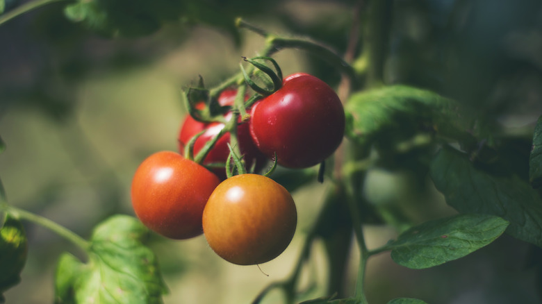 Several tomatoes hanging from a vine.