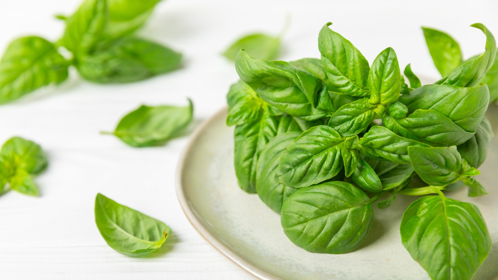 Never Store Fresh Basil In The Fridge Because Cold Temps Will Ruin It