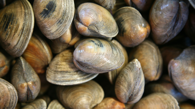 close up of piled up clams