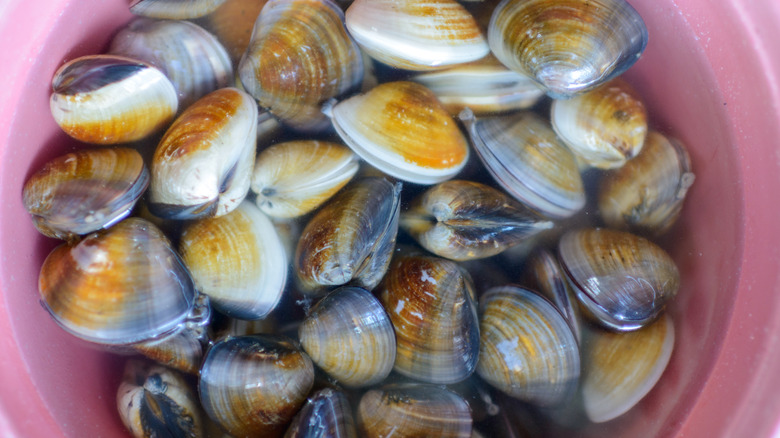 clams submerged in water