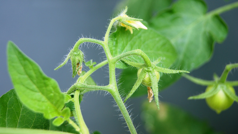 a tomato plant with stems and flowers covered in trichomes