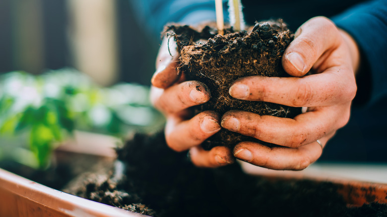 hands holding soil with tomato plant