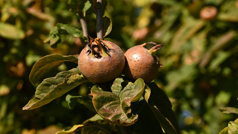 Medlar fruits grow on a tree