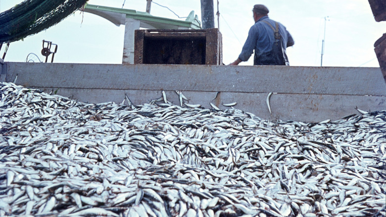 A net full of fish on a trawler.