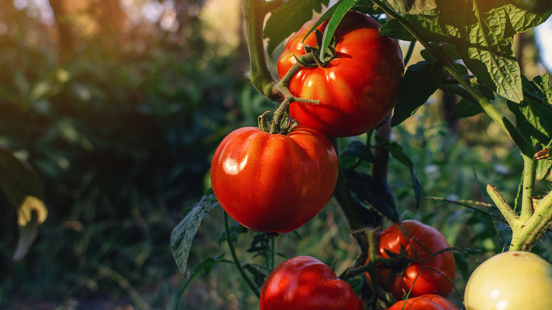 Plump red tomatoes growing on a vine.
