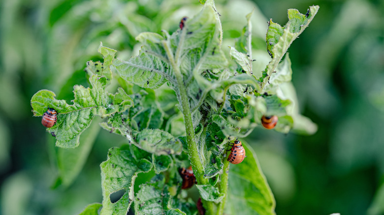 A pest infestation on a garden plant.