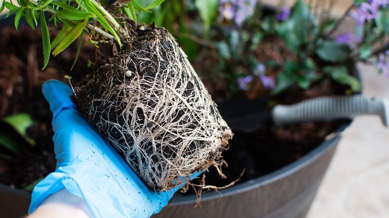 A gardener holding a root-bound plant.