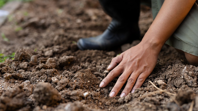 A gardener touching dry soil.