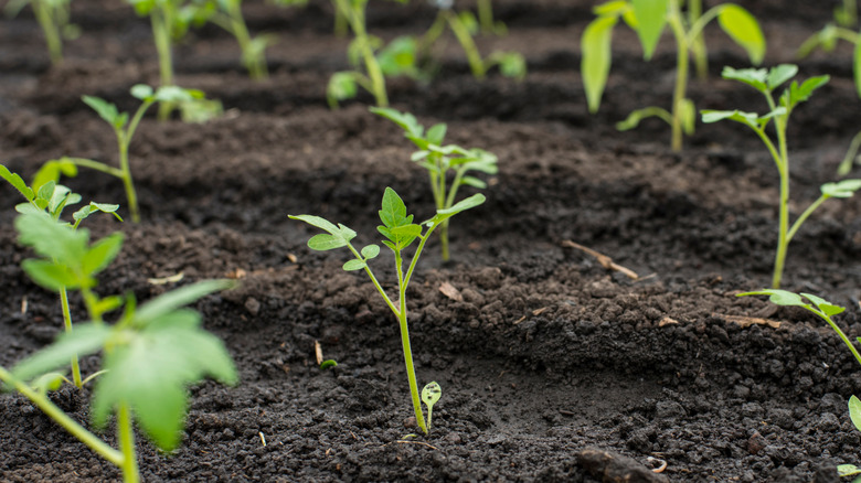 Small, leggy tomato plants in soil.