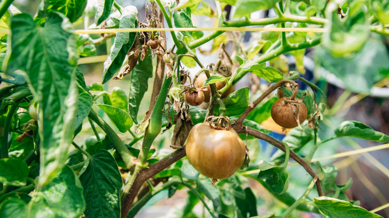 A tomato plant affected by Phytophthora infestans.