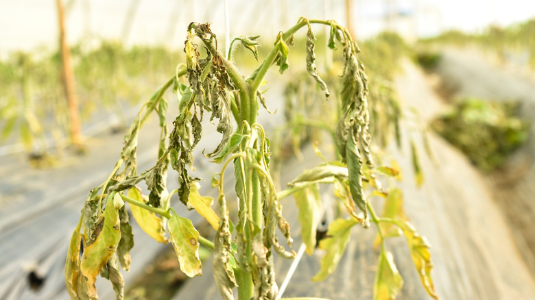 A wilted tomato plant in a greenhouse.