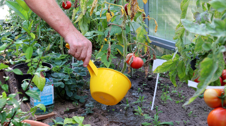 A hand watering tomatoes in a greenhouse