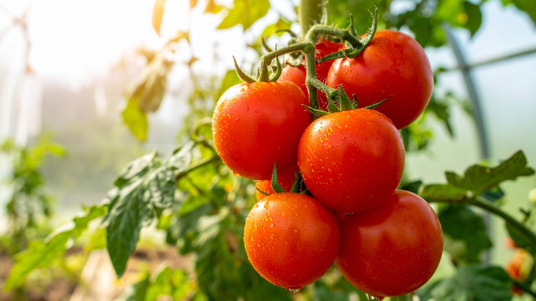 Dewy tomato plant growing on a vine