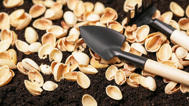 pistachio shells scattered on soil with small shovel