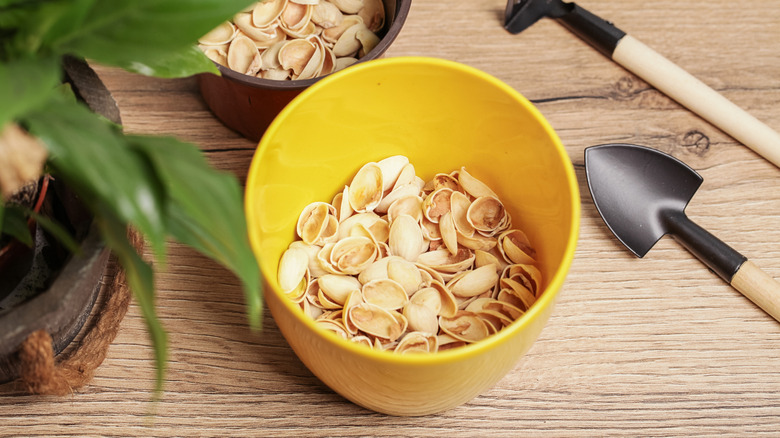 layer of pistachio shells at bottom yellow plant pot