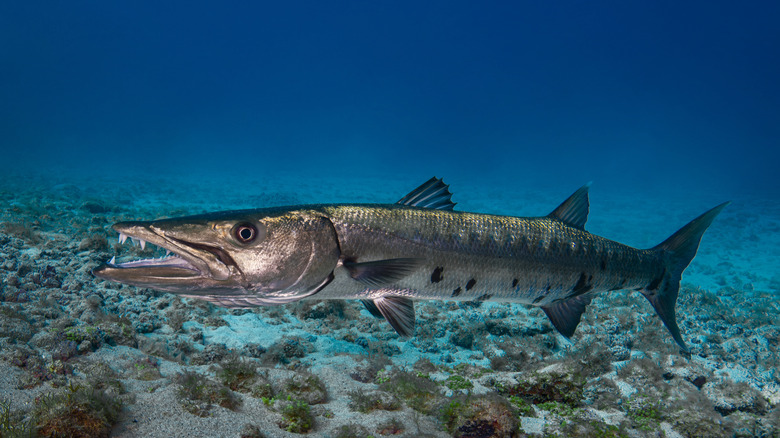 A barracuda underwater is looking at you with its mouth open