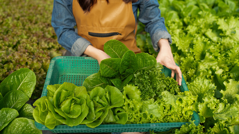 A close up view of a farmer harvesting lettuce.
