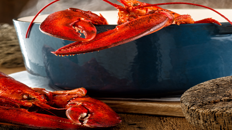 A lobster steaming in a pot