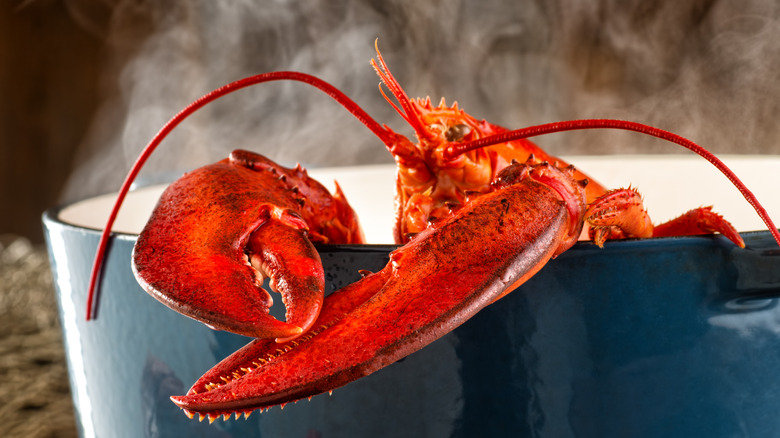 A lobster steaming in a pot
