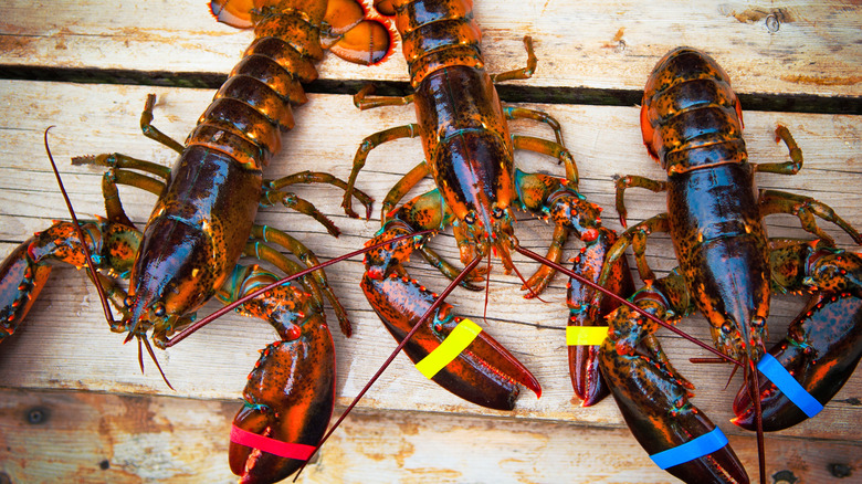 Three live lobsters on a wooden table