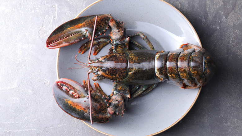 A raw lobster on a plate.
