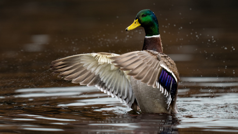 duck flaps its wings as it swims in water