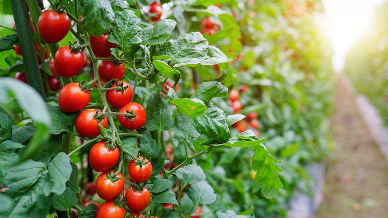 Tomato plant with ripe tomatoes
