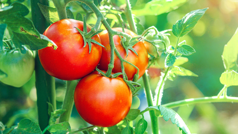 Three ripe tomato plants on a vine