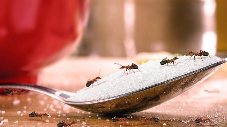 Ants on a spoonful of sugar