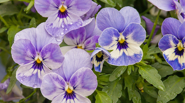 close up of purple pansy flowers