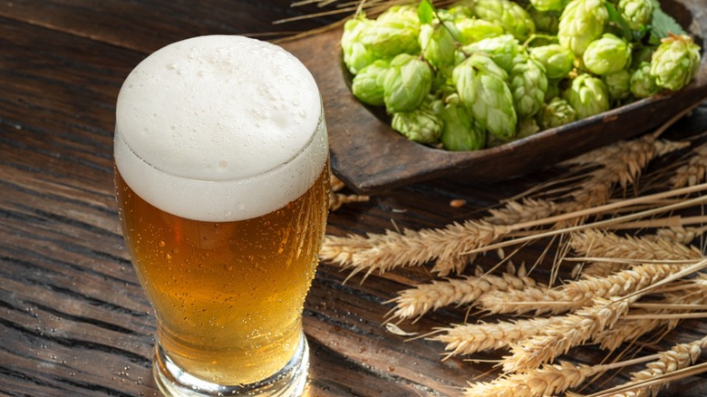 beer with hops and wheat