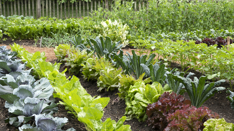 vegetable garden planted in neat rows