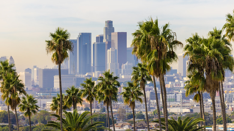 A view of the Los Angeles downtown skyline with various palm trees