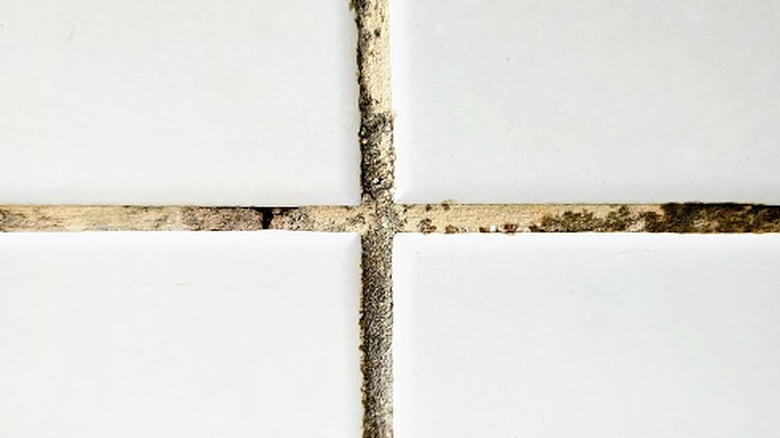 Moldy grout on tiles.
