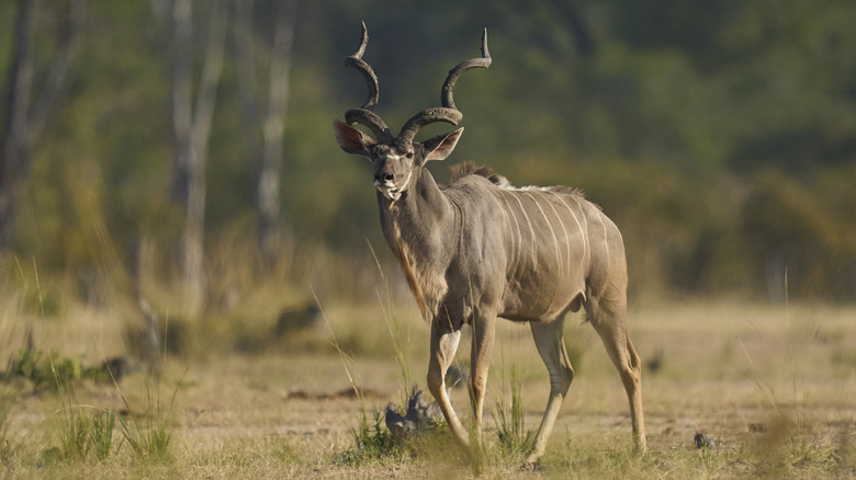A kudu walking on a southern African plain.