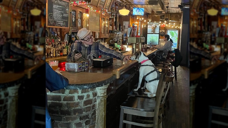 Dog in a harness sitting on a stool at the bar inside dba