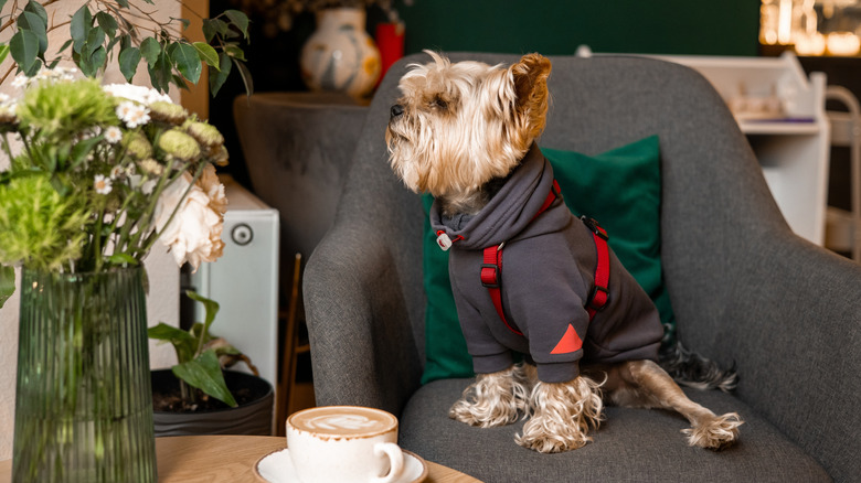 Small dog sitting on a chair inside a coffee shop