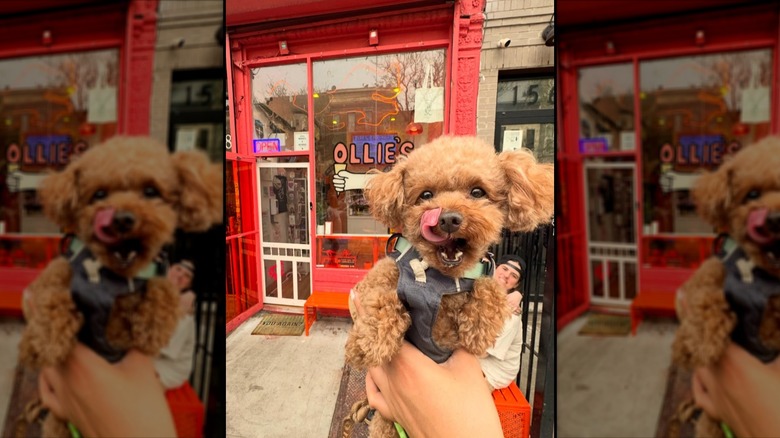 Small dog with its tongue out being held up in front of Ollie's Ice Cream + Stuff