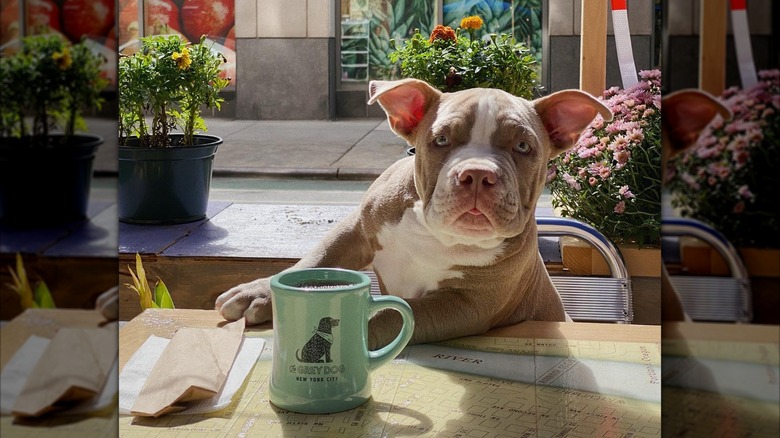 Dog sitting at a table at The Grey Dog withh a coffee mug