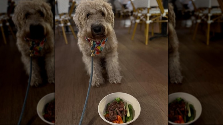 Happy pup with a bowl of steak and veggies at The Wilson