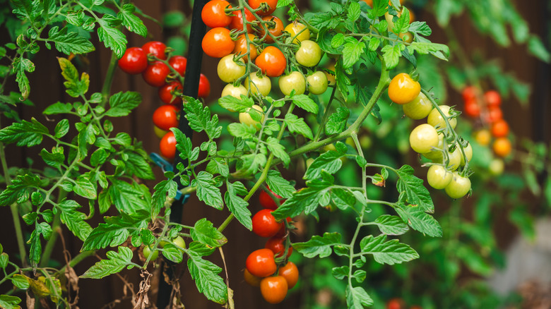 Red, orange, and green cherry tomatoes growing on a vine.