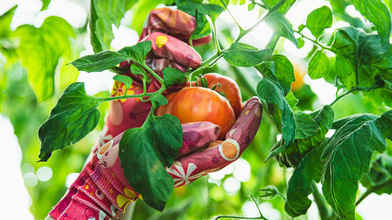 Two gloved hands picking a tomato from a vine.