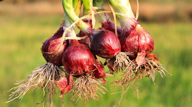 Row of freshly cultivated organically grown onions in vegetable garden. The bounce of fresh onions in the hands of a farmer.