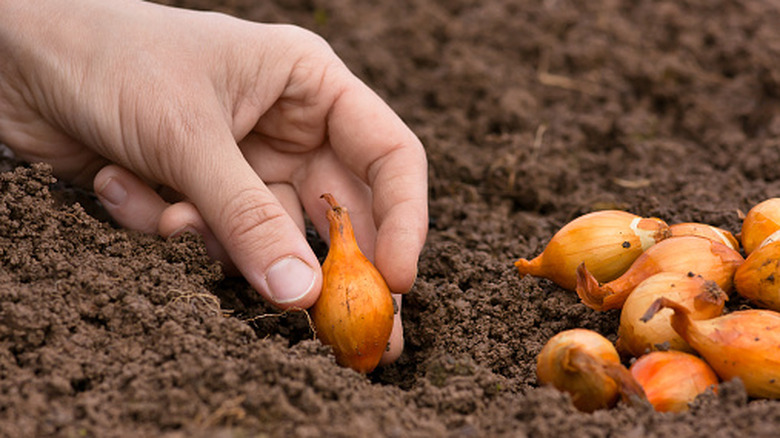 Hand planting set onion in the vegetable garden.