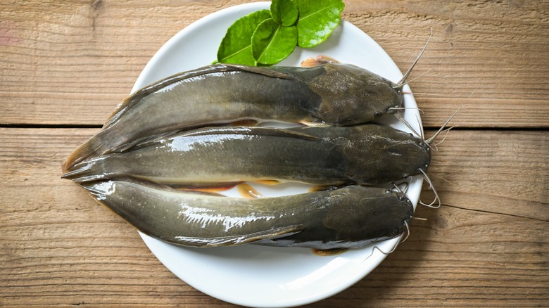 Three catfish on a plate